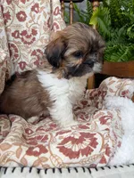 Fancy, a female Shih Tzu for sale in Seymour, MO – 6 of 10