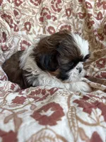 Finn, a  Shih Tzu for sale in Seymour, MO – Photo 5 of 8