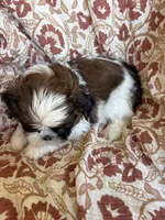 Finn, a  Shih Tzu for sale in Seymour, MO – Photo 2 of 8