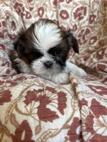 Finn, a  Shih Tzu for sale in Seymour, MO – Photo 6 of 8