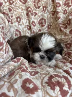 Finn, a  Shih Tzu for sale in Seymour, MO – Photo 3 of 8