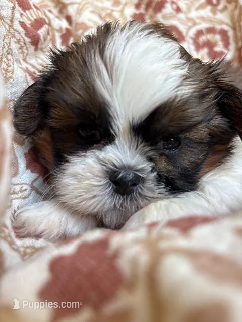 Finn – Shih Tzu puppy for sale in Seymour, MO
