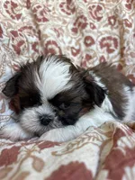 Finn, a  Shih Tzu for sale in Seymour, MO – Photo 8 of 8