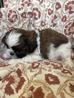 Finn, a  Shih Tzu for sale in Seymour, MO – Photo 7 of 8