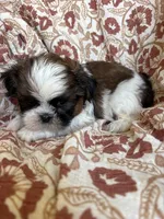 Finn, a  Shih Tzu for sale in Seymour, MO – Photo 4 of 8