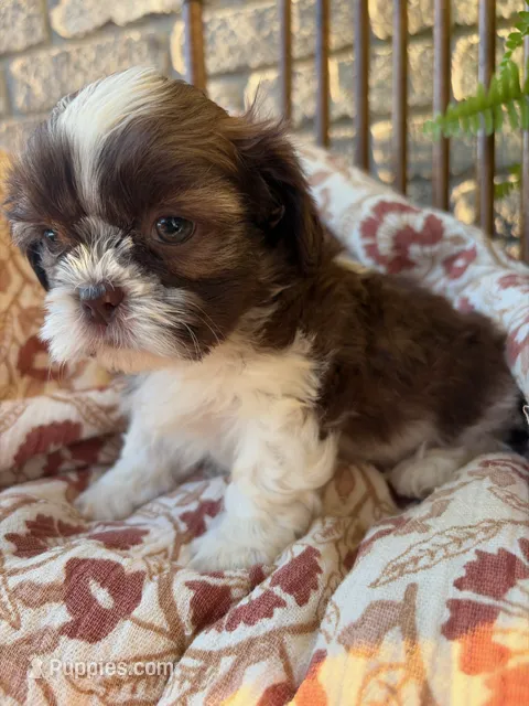 Tiny Beckem – Shih Tzu puppy for sale in Seymour, MO