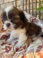 Tiny Beckem, a male Shih Tzu for sale in Seymour, MO – 1 of 8