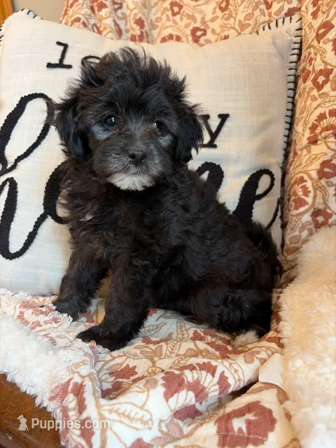 Willow – Shih Tzu puppy for sale in Seymour, MO