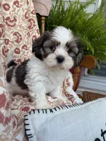 Murphy, a male Shih Tzu for sale in Seymour, MO – 5 of 10