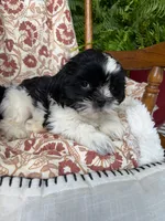 Charlie, a male Shih Tzu for sale in Seymour, MO – 6 of 10