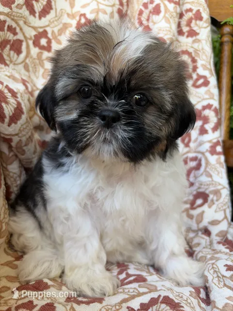 Lola – Shih Tzu puppy for sale in Seymour, MO