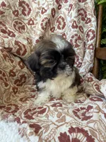 Tiny Tim, a male Shih Tzu for sale in Seymour, MO – 5 of 10
