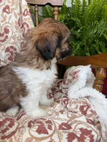 Fancy, a female Shih Tzu for sale in Seymour, MO – 5 of 10
