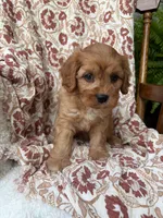 Beau, a male Cavapoo and Poodle - Toy  for sale in Seymour, MO – 8 of 9