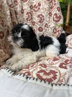 Charlie, a male Shih Tzu for sale in Seymour, MO – 10 of 10