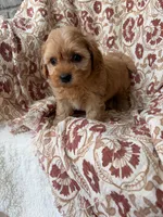 Penny, a female Cavapoo and Poodle - Toy  for sale in Seymour, MO – 6 of 9
