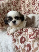 Charlie, a male Shih Tzu for sale in Seymour, MO – 7 of 10