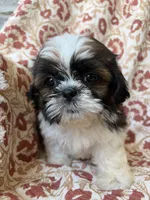 Lucy, a female Shih Tzu for sale in Seymour, MO – 2 of 10