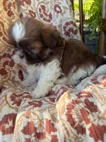 Tiny Memphis, a male Shih Tzu for sale in Seymour, MO – 9 of 10