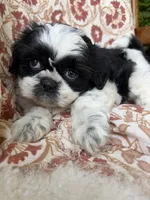 Annie Mae, a female Shih Tzu for sale in Seymour, MO – 3 of 9