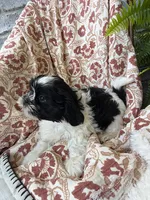 Charlie, a male Shih Tzu for sale in Seymour, MO – 4 of 10