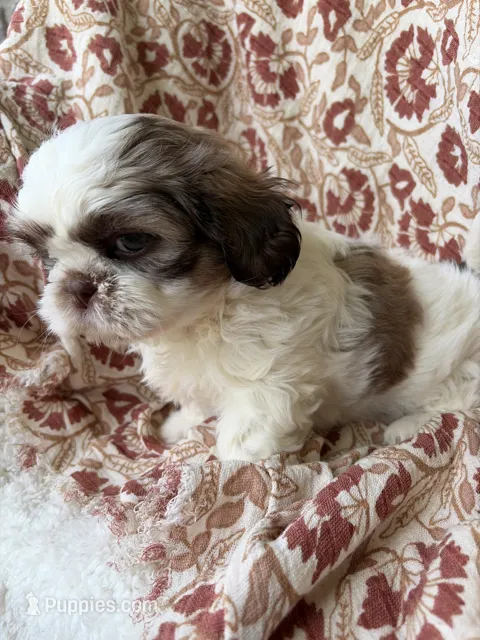 Halle Rae – Shih Tzu puppy for sale in Seymour, MO
