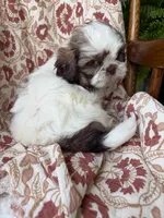 Halle Rae, a female Shih Tzu for sale in Seymour, MO – 7 of 10