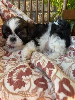 Kip, a female Shih Tzu for sale in Seymour, MO – 9 of 9