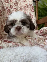 Halle Rae, a female Shih Tzu for sale in Seymour, MO – 8 of 10