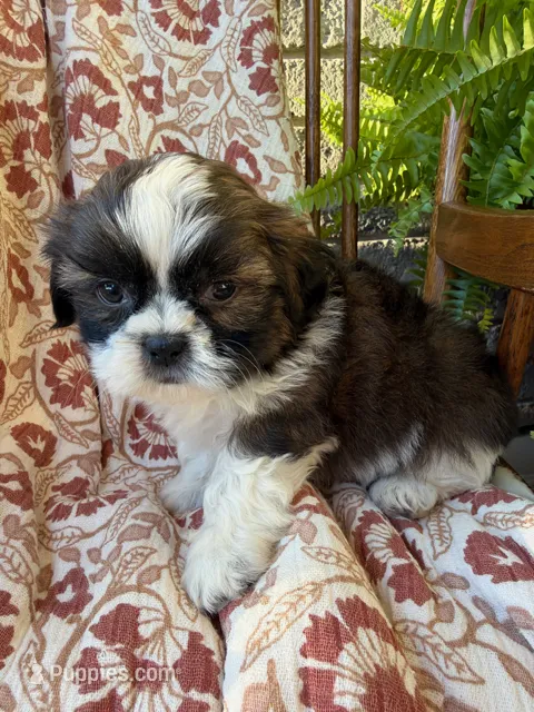 Otto – Shih Tzu puppy for sale in Seymour, MO