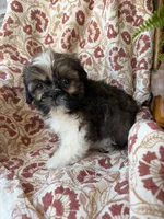 Finn, a male Shih Tzu for sale in Seymour, MO – 7 of 10