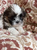 Ace, a  Shih Tzu for sale in Seymour, MO – Photo 7 of 8