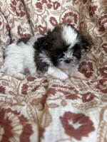 Ace, a  Shih Tzu for sale in Seymour, MO – Photo 4 of 8