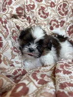 Ace, a  Shih Tzu for sale in Seymour, MO – Photo 3 of 8