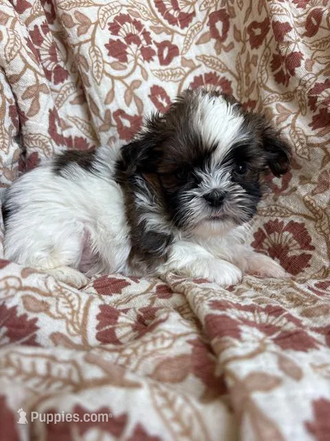 Ace – Shih Tzu puppy for sale in Seymour, MO