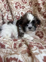 Ace, a  Shih Tzu for sale in Seymour, MO – Photo 1 of 8
