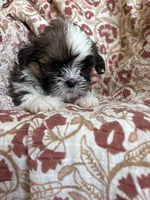 Ace, a  Shih Tzu for sale in Seymour, MO – Photo 5 of 8