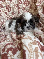 Ace, a  Shih Tzu for sale in Seymour, MO – Photo 6 of 8