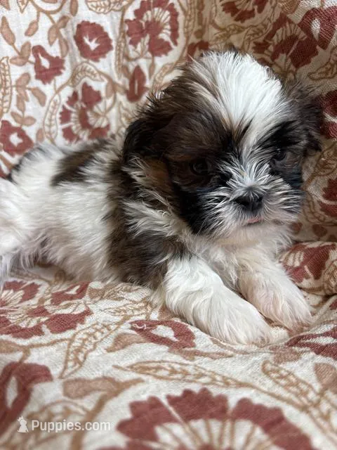 Ace – Shih Tzu puppy for sale in Seymour, MO