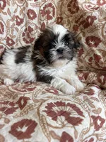 Ace, a  Shih Tzu for sale in Seymour, MO – Photo 8 of 8
