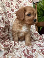Beau, a male Cavapoo and Poodle - Toy  for sale in Seymour, MO – 7 of 9