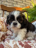 Kip, a female Shih Tzu for sale in Seymour, MO – 6 of 9