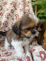 Nora, a female Shih Tzu for sale in Seymour, MO – 4 of 10