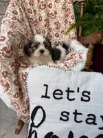 Murphy, a male Shih Tzu for sale in Seymour, MO – 10 of 10