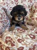 Lucy, a female Yorkipoo for sale in Seymour, MO – Photo 1 of 8
