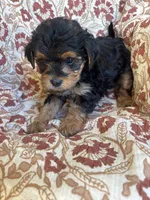 Lucy, a female Yorkipoo for sale in Seymour, MO – Photo 2 of 8