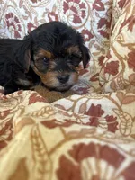 Lucy, a female Yorkipoo for sale in Seymour, MO – Photo 8 of 8