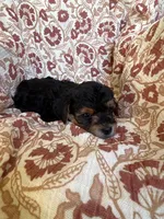 Lucy, a female Yorkipoo for sale in Seymour, MO – Photo 7 of 8