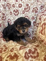 Lucy, a female Yorkipoo for sale in Seymour, MO – Photo 3 of 8