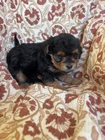 Lucy, a female Yorkipoo for sale in Seymour, MO – Photo 4 of 8